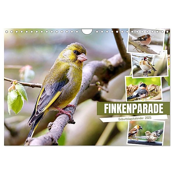 Finkenparade (Wandkalender 2025 DIN A4 quer), CALVENDO Monatskalender, Calvendo, Sabine Löwer