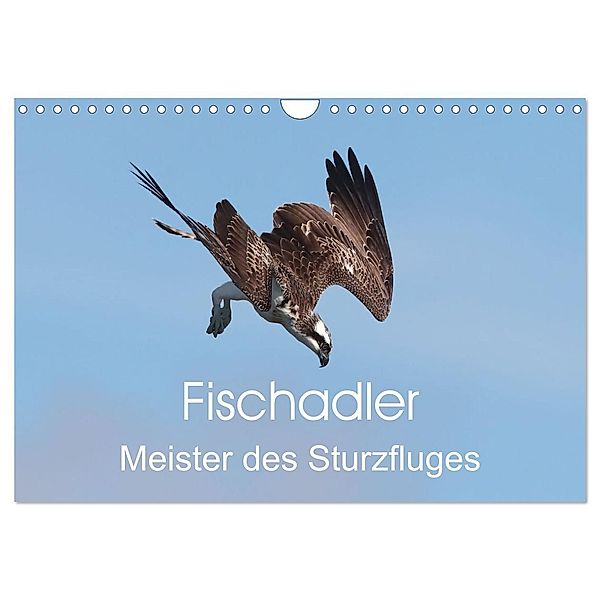 Fischadler - Meister des Sturzfluges (Wandkalender 2024 DIN A4 quer), CALVENDO Monatskalender, Calvendo, Hermann Knüwer