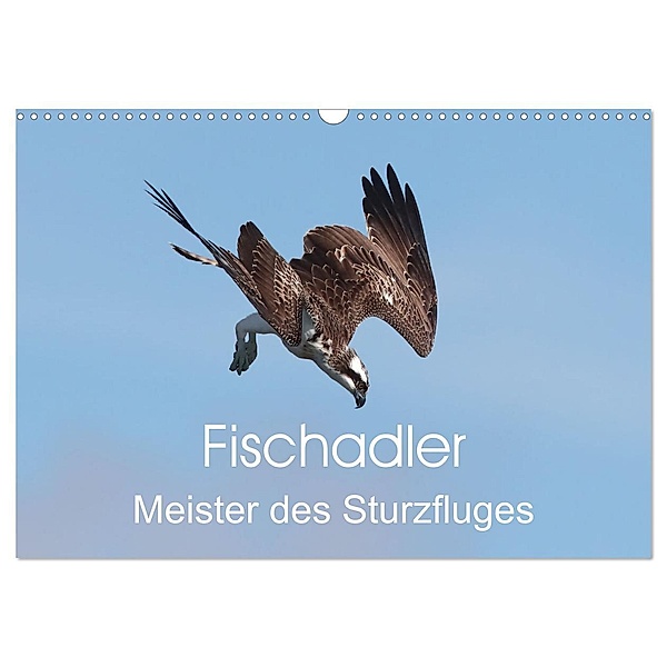 Fischadler - Meister des Sturzfluges (Wandkalender 2024 DIN A3 quer), CALVENDO Monatskalender, Calvendo, Hermann Knüwer
