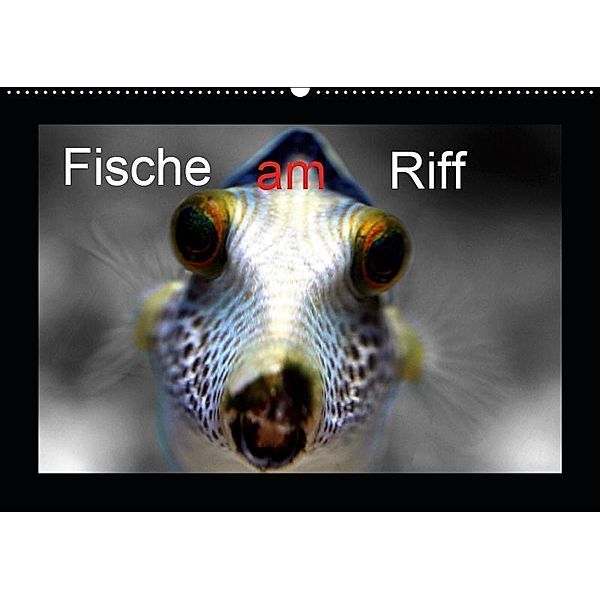 Fische am Riff (Wandkalender 2019 DIN A2 quer), Bernd Witkowski