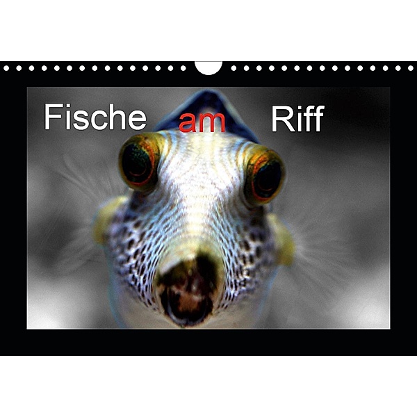 Fische am Riff (Wandkalender 2020 DIN A4 quer), Bernd Witkowski