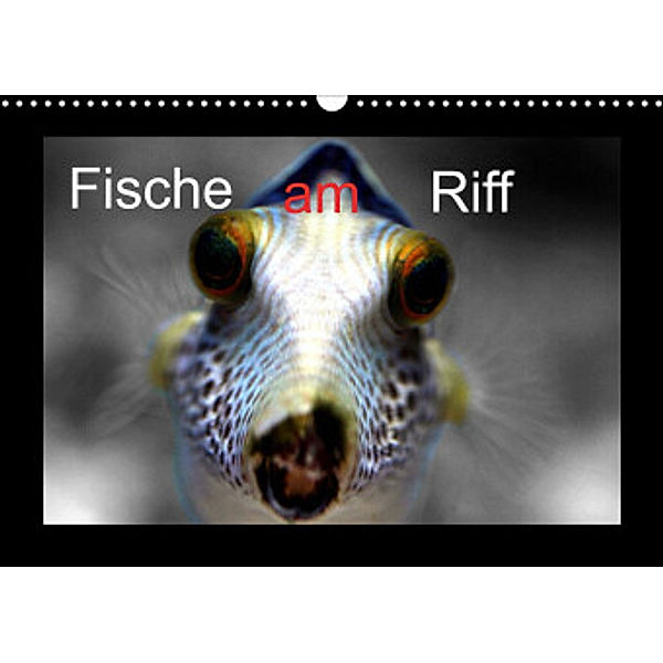 Fische am Riff (Wandkalender 2022 DIN A3 quer), Bernd Witkowski