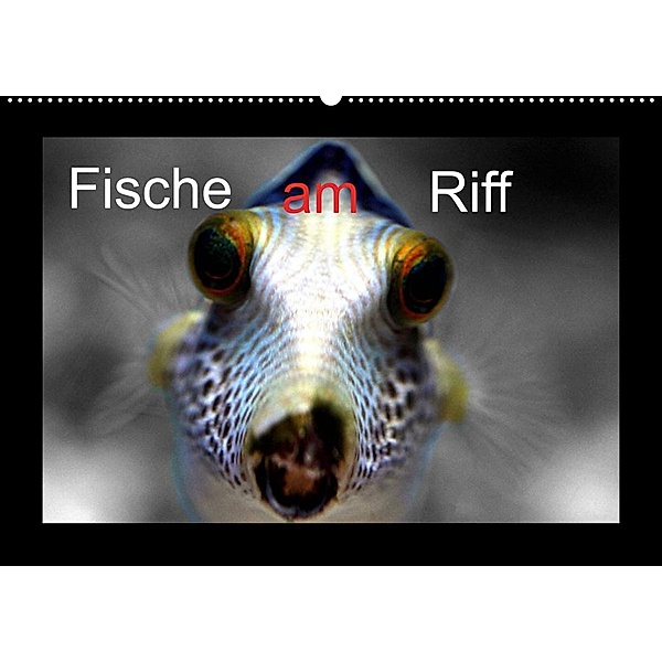 Fische am Riff (Wandkalender 2023 DIN A2 quer), Bernd Witkowski