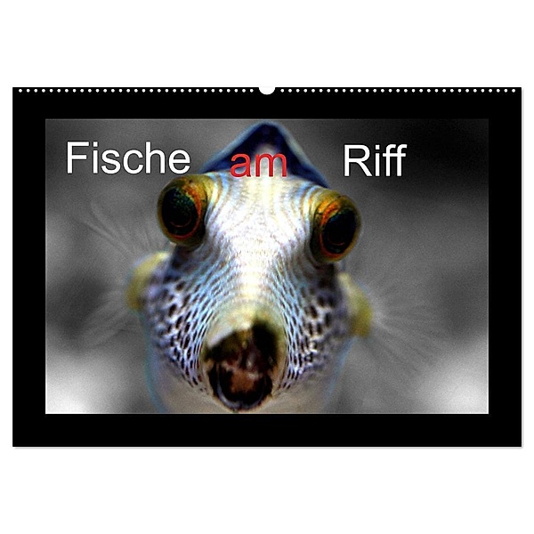 Fische am Riff (Wandkalender 2024 DIN A2 quer), CALVENDO Monatskalender, Bernd Witkowski
