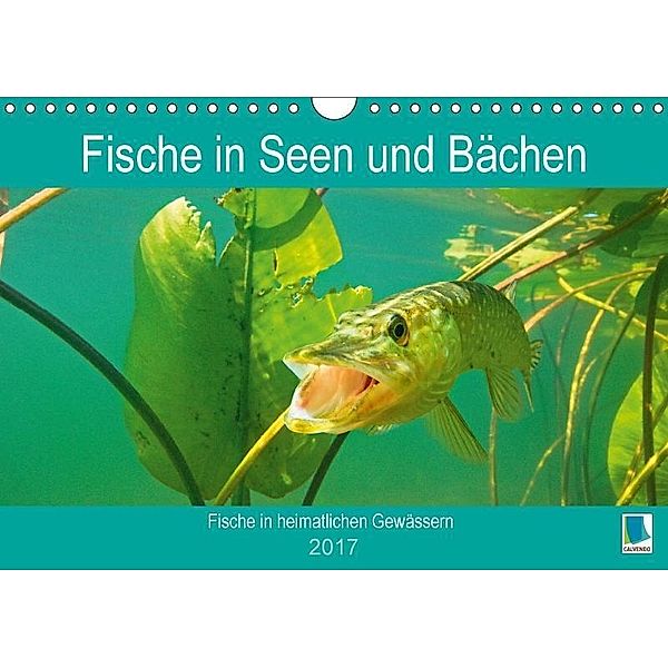 Fische in Seen und Bächen (Wandkalender 2017 DIN A4 quer), k.A. CALVENDO