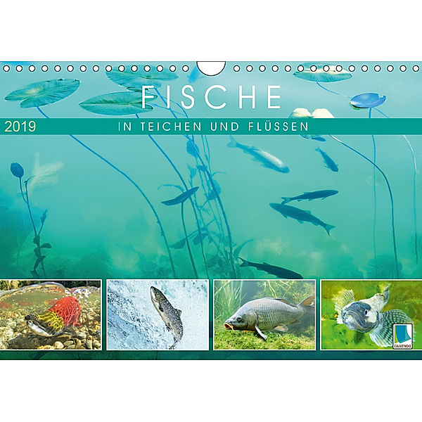 Fische in Teichen und Flüssen (Wandkalender 2019 DIN A4 quer), Calvendo