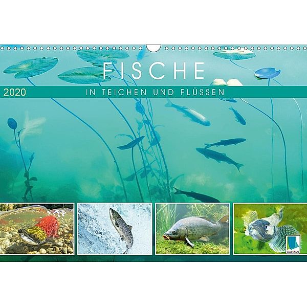 Fische in Teichen und Flüssen (Wandkalender 2020 DIN A3 quer)