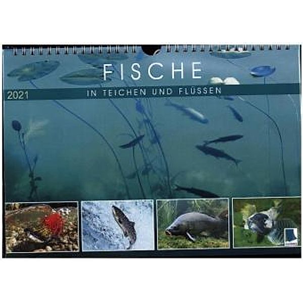 Fische in Teichen und Flüssen (Wandkalender 2021 DIN A4 quer)