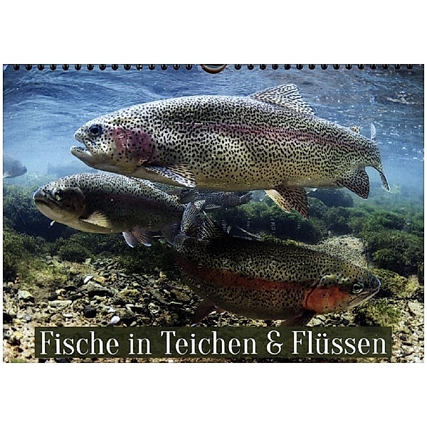 Fische in Teichen und Flüssen (Wandkalender 2023 DIN A4 quer), Calvendo