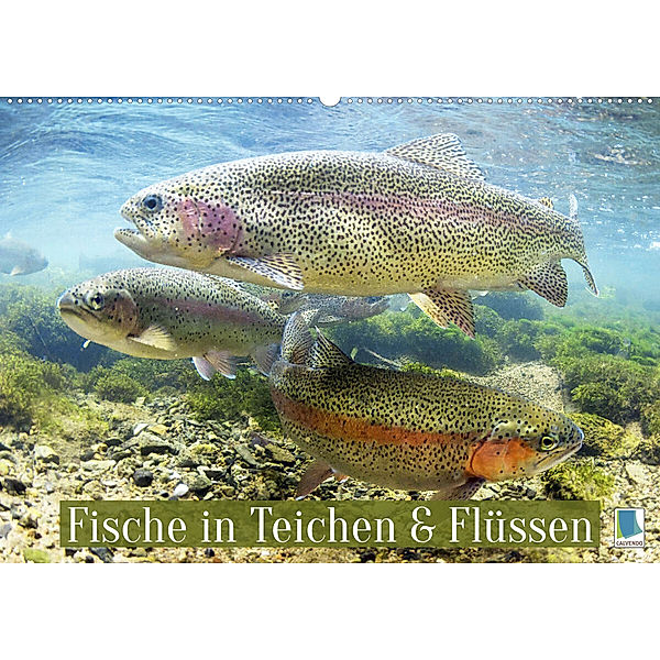 Fische in Teichen und Flüssen (Wandkalender 2023 DIN A2 quer), Calvendo