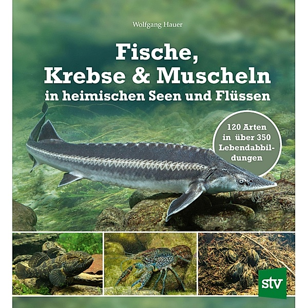 Fische, Krebse & Muscheln in heimischen Seen und Flüssen, Wolfgang Hauer