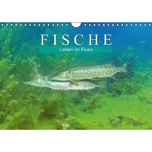 Fische Leben im Fluss (Wandkalender 2016 DIN A4 quer), Calvendo