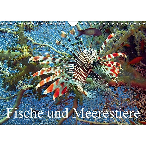 Fische und Meerestiere (Wandkalender 2018 DIN A4 quer), Elisabeth Stanzer
