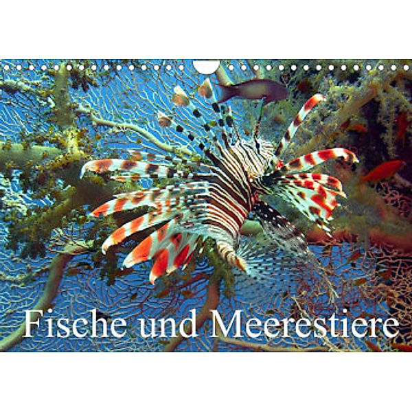 Fische und Meerestiere (Wandkalender 2022 DIN A4 quer), Elisabeth Stanzer