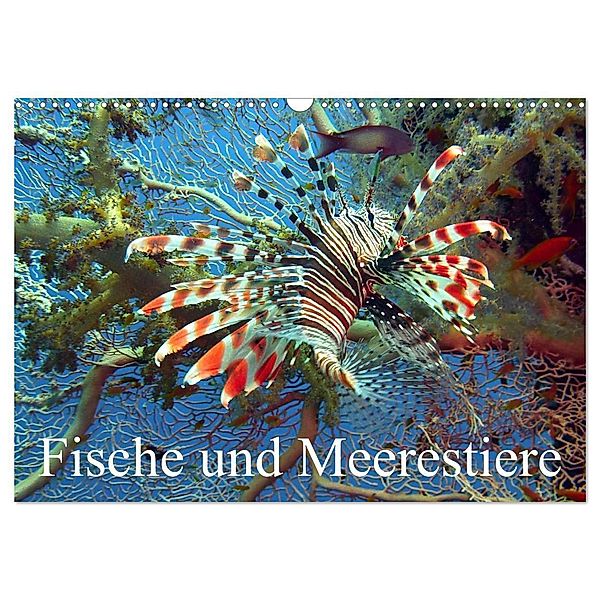 Fische und Meerestiere (Wandkalender 2024 DIN A3 quer), CALVENDO Monatskalender, Elisabeth Stanzer