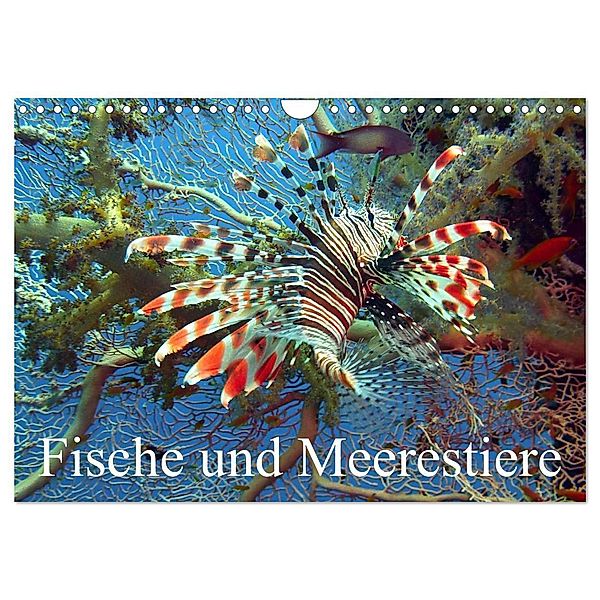 Fische und Meerestiere (Wandkalender 2024 DIN A4 quer), CALVENDO Monatskalender, Elisabeth Stanzer