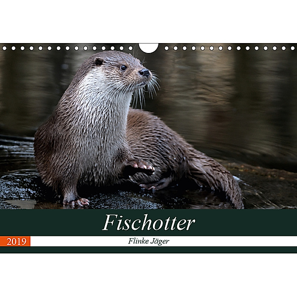 Fischotter, flinke Jäger (Wandkalender 2019 DIN A4 quer), J. R. Bogner