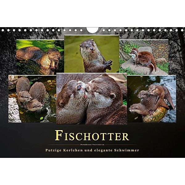 Fischotter - putzige Kerlchen und elegante Schwimmer (Wandkalender 2020 DIN A4 quer), Peter Roder