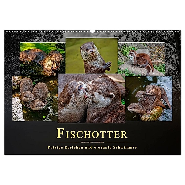 Fischotter - putzige Kerlchen und elegante Schwimmer (Wandkalender 2024 DIN A2 quer), CALVENDO Monatskalender, Peter Roder