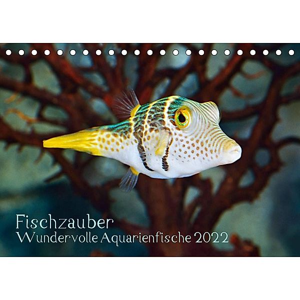 Fischzauber - Wundervolle Aquarienfische (Tischkalender 2022 DIN A5 quer), Rainer Plett