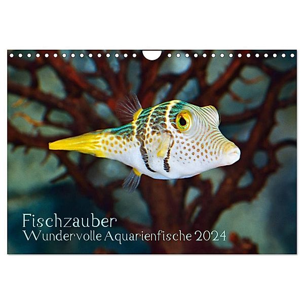 Fischzauber - Wundervolle Aquarienfische (Wandkalender 2024 DIN A4 quer), CALVENDO Monatskalender, Rainer Plett