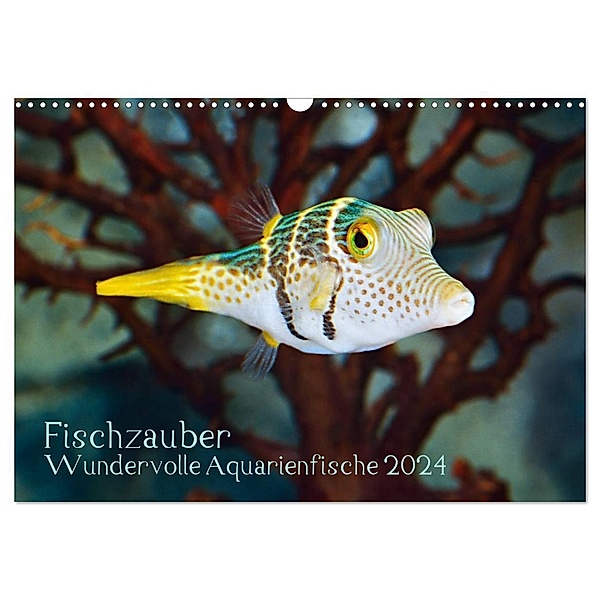 Fischzauber - Wundervolle Aquarienfische (Wandkalender 2024 DIN A3 quer), CALVENDO Monatskalender, Rainer Plett