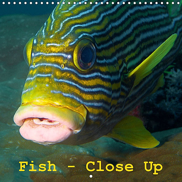Fish - Close Up (Wall Calendar 2023 300 × 300 mm Square), Ute Niemann