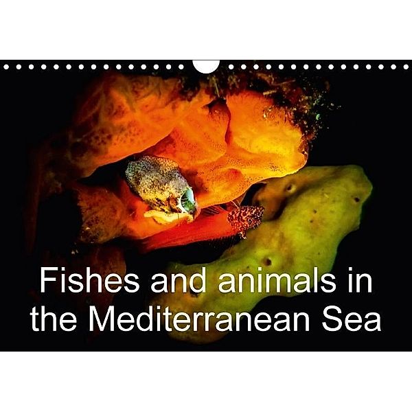 Fishes and animals in the Mediterranean Sea / UK-Version (Wall Calendar 2017 DIN A4 Landscape), Gabi Hampe