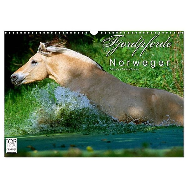 Fjordpferde - Norweger (Wandkalender 2024 DIN A3 quer), CALVENDO Monatskalender, Ramona Dünisch - www.Ramona-Duenisch.de