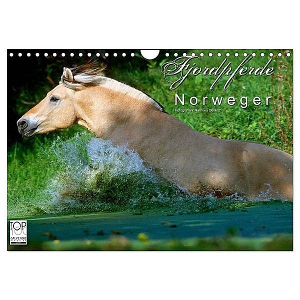 Fjordpferde - Norweger (Wandkalender 2024 DIN A4 quer), CALVENDO Monatskalender, Ramona Dünisch - www.Ramona-Duenisch.de