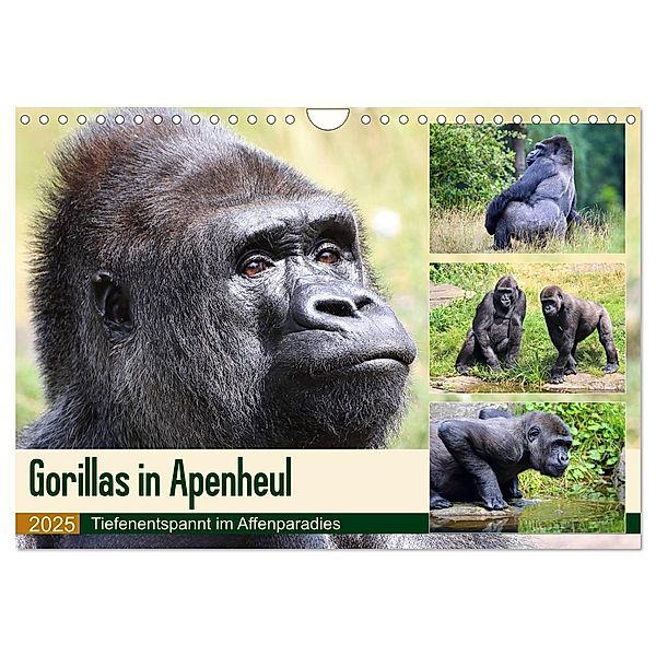 Flachlandgorillas in Apenheul (Wandkalender 2025 DIN A4 quer), CALVENDO Monatskalender, Calvendo, Yvonne und Michael Herzog