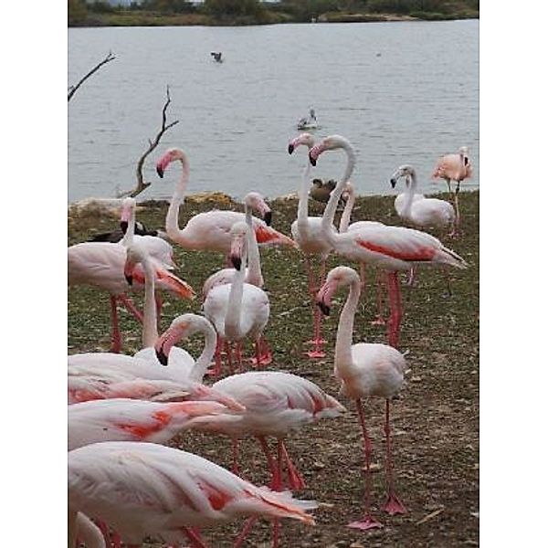 Flamingo - 1.000 Teile (Puzzle)