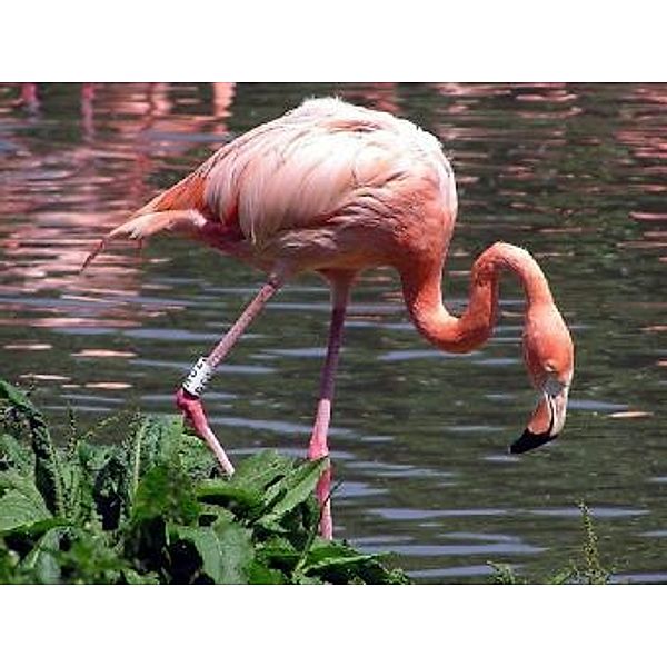 Flamingo - 1.000 Teile (Puzzle)