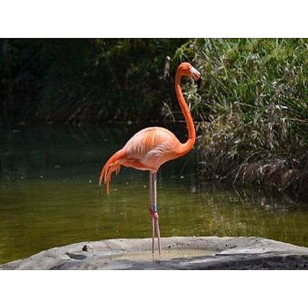 Flamingo - 100 Teile (Puzzle)