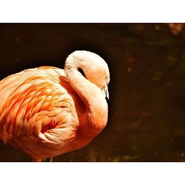 Flamingo - 100 Teile (Puzzle)