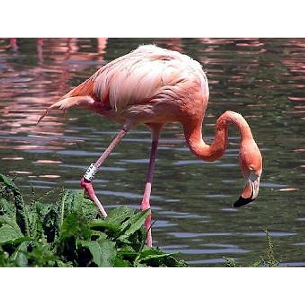 Flamingo - 2.000 Teile (Puzzle)