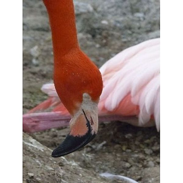 Flamingo - 2.000 Teile (Puzzle)
