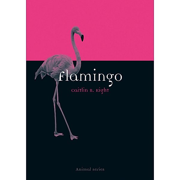 Flamingo / Animal, Kight Caitlin R. Kight