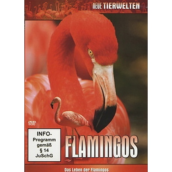 Flamingos, Faszination Flamingos