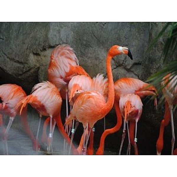Flamingos - 1.000 Teile (Puzzle)