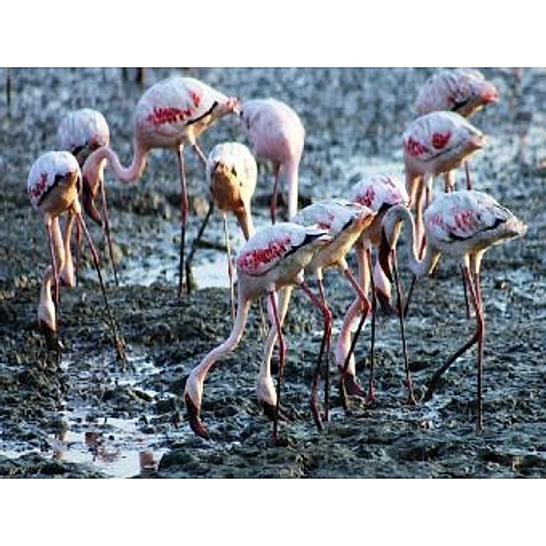 Flamingos - 1.000 Teile (Puzzle)
