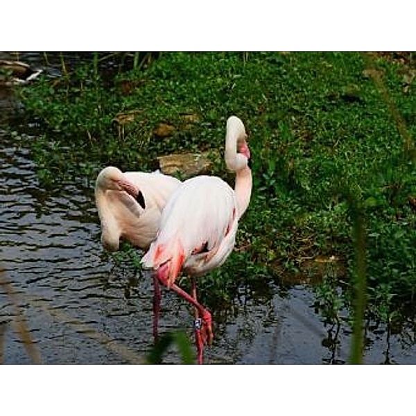Flamingos - 2.000 Teile (Puzzle)