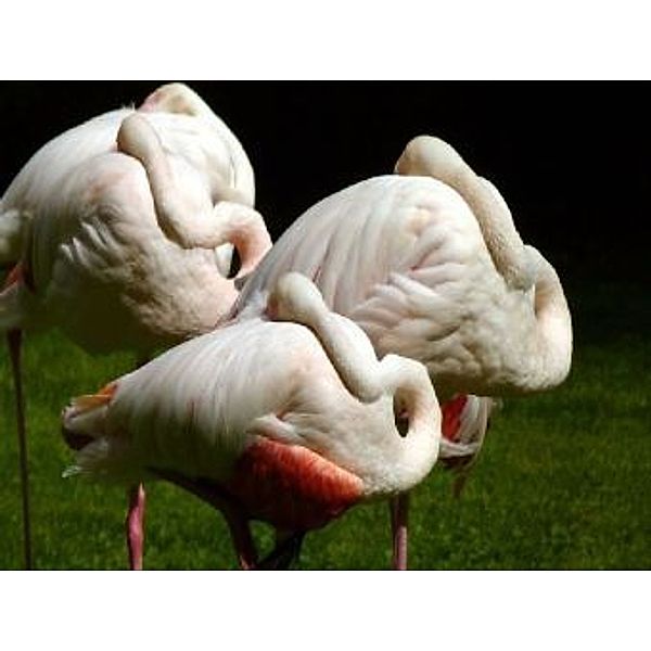 Flamingos - 200 Teile (Puzzle)