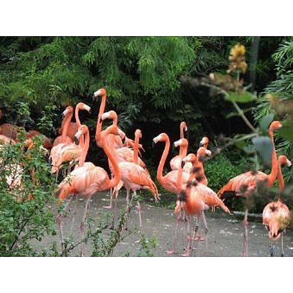 Flamingos - 500 Teile (Puzzle)