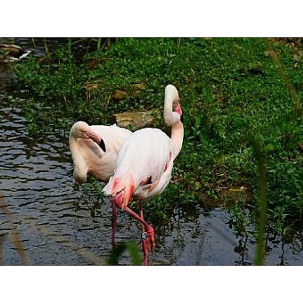 Flamingos - 500 Teile (Puzzle)