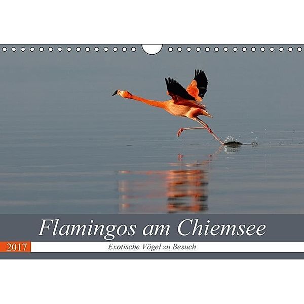 Flamingos am Chiemsee (Wandkalender 2017 DIN A4 quer), J. R. Bogner