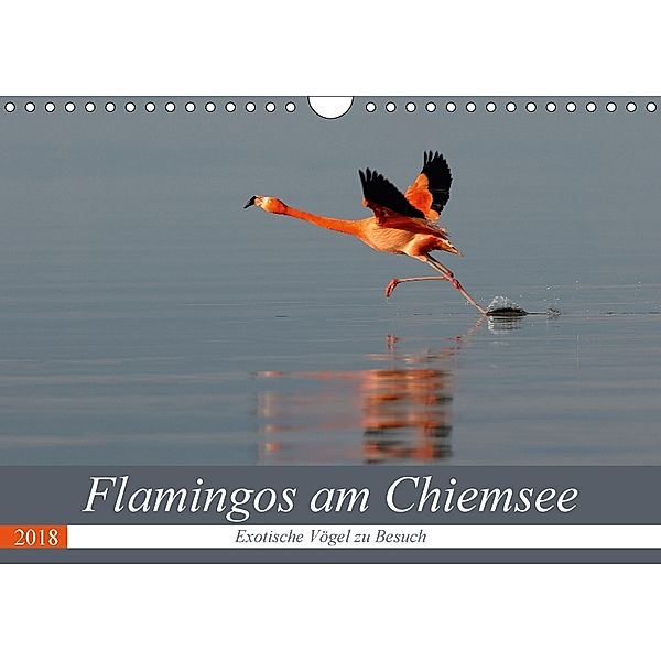 Flamingos am Chiemsee (Wandkalender 2018 DIN A4 quer), J. R. Bogner