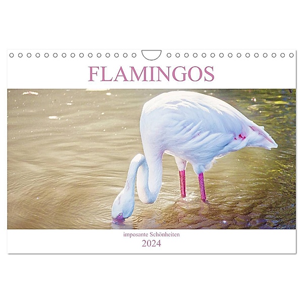 Flamingos - imposante Schönheiten (Wandkalender 2024 DIN A4 quer), CALVENDO Monatskalender, Liselotte Brunner-Klaus