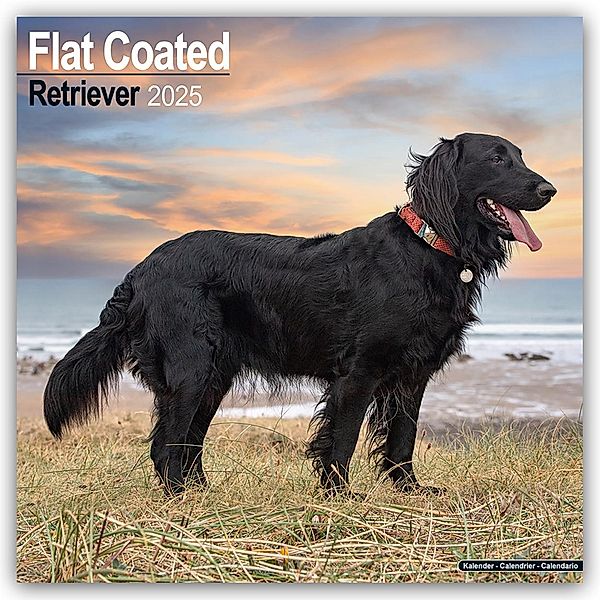 Flat-Coated Retriever 2025 - 16-Monatskalender, Avonside Publishing Ltd.