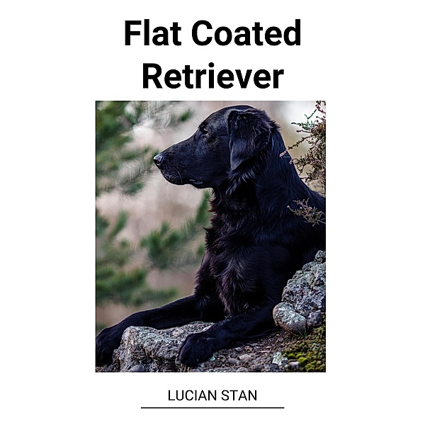 Flat Coated Retriever, Lucian Stan